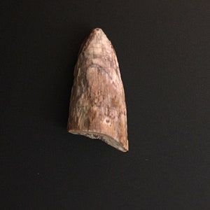 Phytosaurs Fossil Tooth