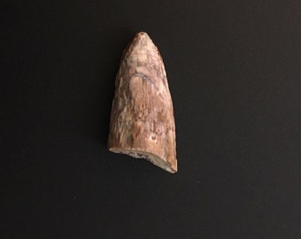 本物のメガロサウルス恐竜の歯の化石 - メガロサウルス科 | エルラズ層