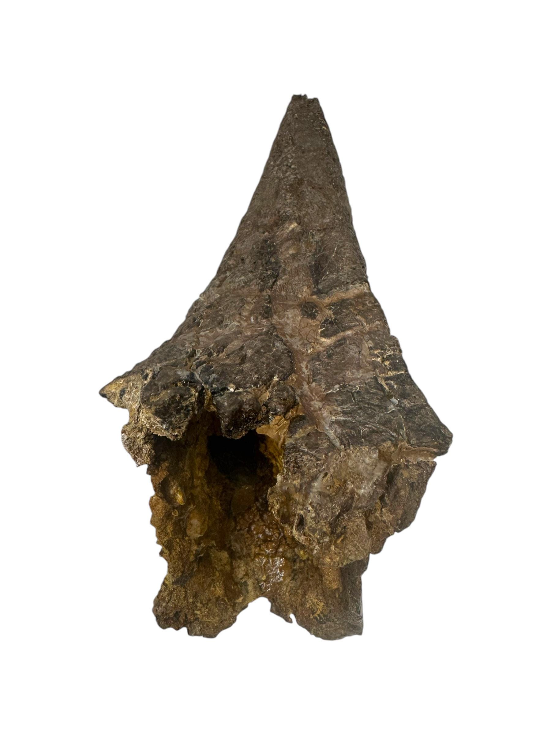 Ankylosaurus Scute and Spike Fossil - Hell Creek Formation, Montana ...
