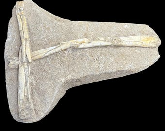 モロッコ産 ワニの椎骨化石 獣脚類の椎骨化石、本物の恐竜の骨、モロッコ産、白亜紀後期、本物の