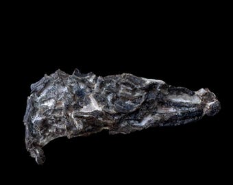 Baby Pleisiosaurus Skull Zarafasauara oceanis Cretaceous Oulad Absoun Basin , Khouribga, Morocco