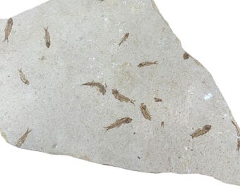 Knightia Fossil Fish Mortality Plate 7 fishes 17" x 15" Green River Formation Wyoming, USA - Eocene period