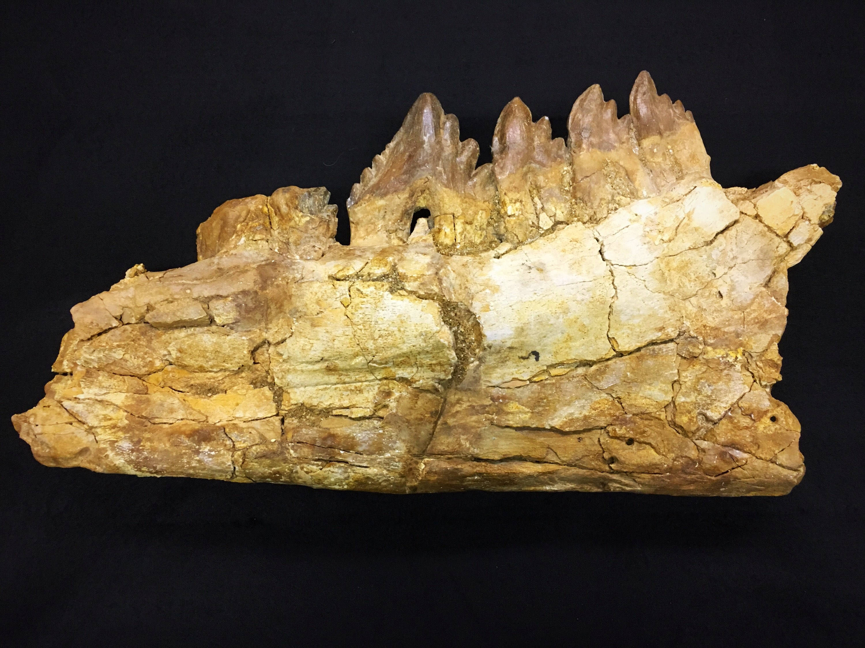 Basilosaurus Fossil Jaw Etsy