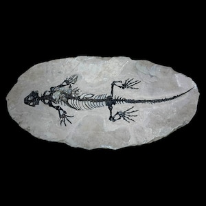 Rare Barasaurus Fossil - Permian Era, Madagascar - Well-Preserved Specimen