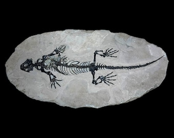 Rare Barasaurus Fossil - Permian Era, Madagascar - Well-Preserved Specimen