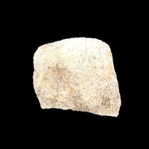 Saltosaurus Dinosaur Eggshell Late Cretaceus Argentina