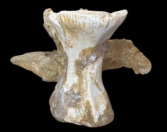 獣脚類の椎骨化石、本物の恐竜の骨、モロッコ産、白亜紀後期、本物の