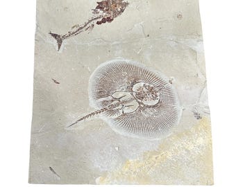 Cyclobatis Stingray Fossil and Centrophoroides latidens Shark Fossil Fish Mortality Plate - Mt. Lebanon, Lebanon - Lower Cretaceuous Age