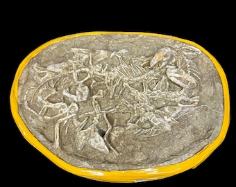 Repenomamus Nest (Last Known Mezozoic mammal), Early Creataceous 125MYO - Yixian Formation, Liaoning, China