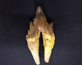 本物のメガロサウルス恐竜の歯の化石 - メガロサウルス科 | エルラズ層