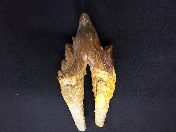 Basilosaurus Fossil Tooth Etsy