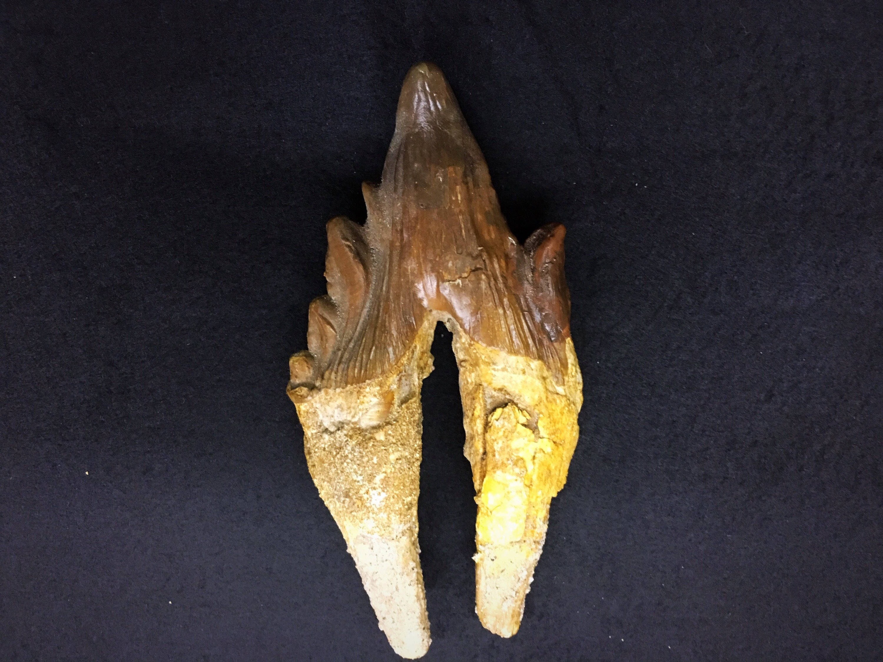 Basilosaurus Fossil Tooth Etsy Ireland