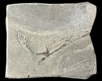 ケイチョウサウルス 化石恐竜 中国貴州省 - Etsy 日本