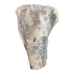 Tyrannosarus Rex Fosssil Bone Upper Tibia - Lance Creek Formation, Newcastle, WY, USA - Cretaceous Age