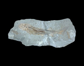 Shark Fossil Plate (Peipiaosteus pani) Late Jurassic - Liaoning Province, China