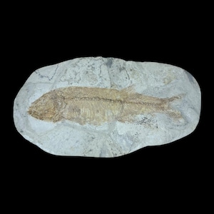 Exceptional Sinamia Fossil Fish – Fuxin, China