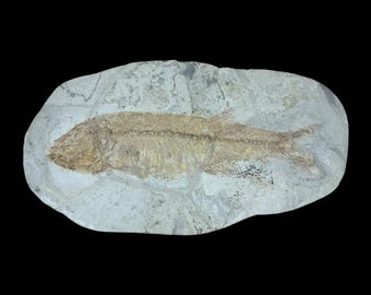 驚くべきピクノドゥス属の化石魚の口板 - 白亜紀の魚の化石