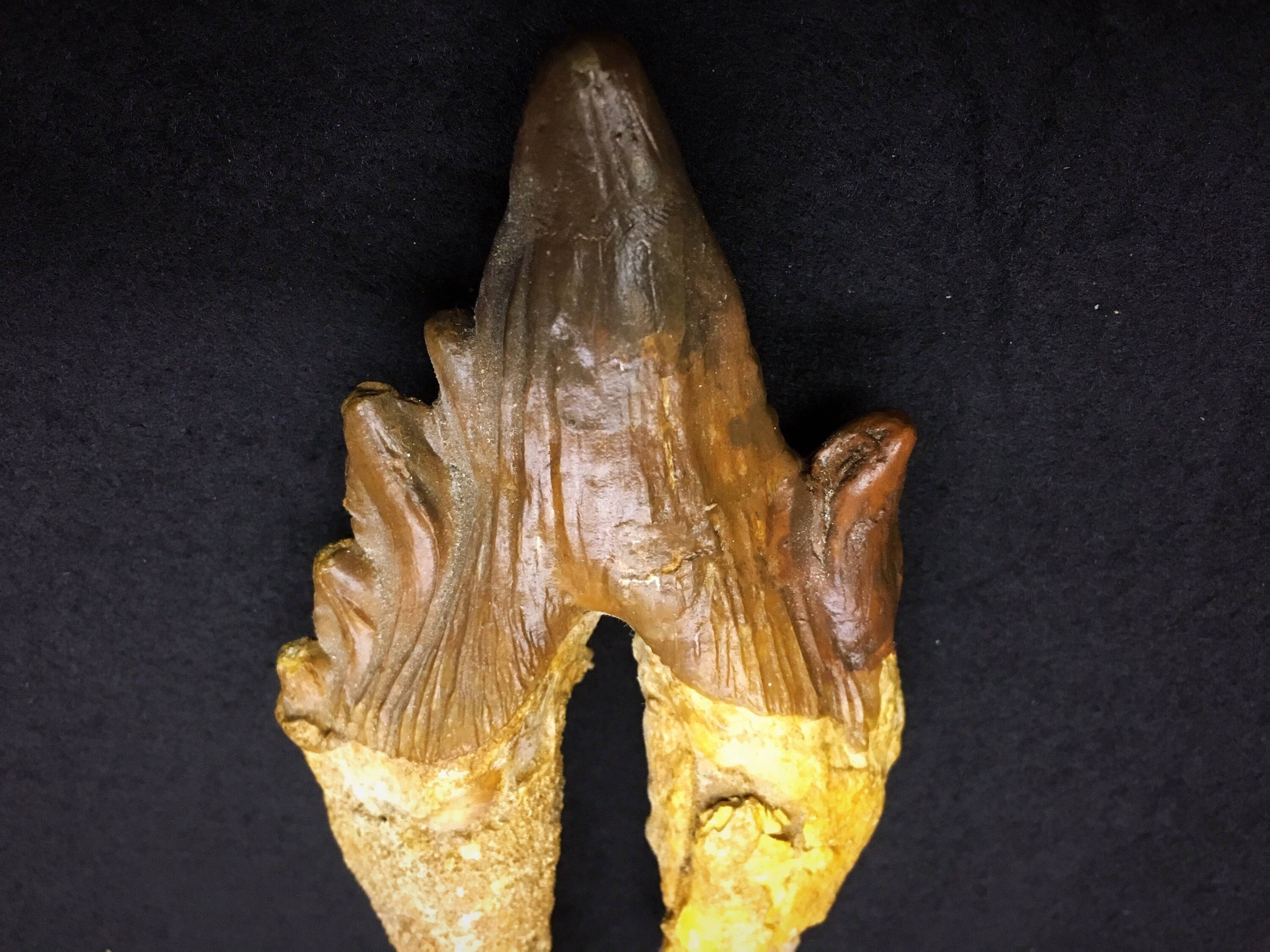 Basilosaurus Fossil Tooth Etsy