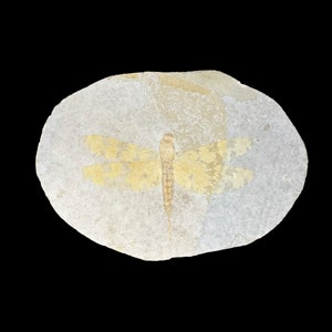 Fossil Dragonfly (Sinaeschnidia canellosa) - Late Jurrassic  - Beipiano Liaoning, China