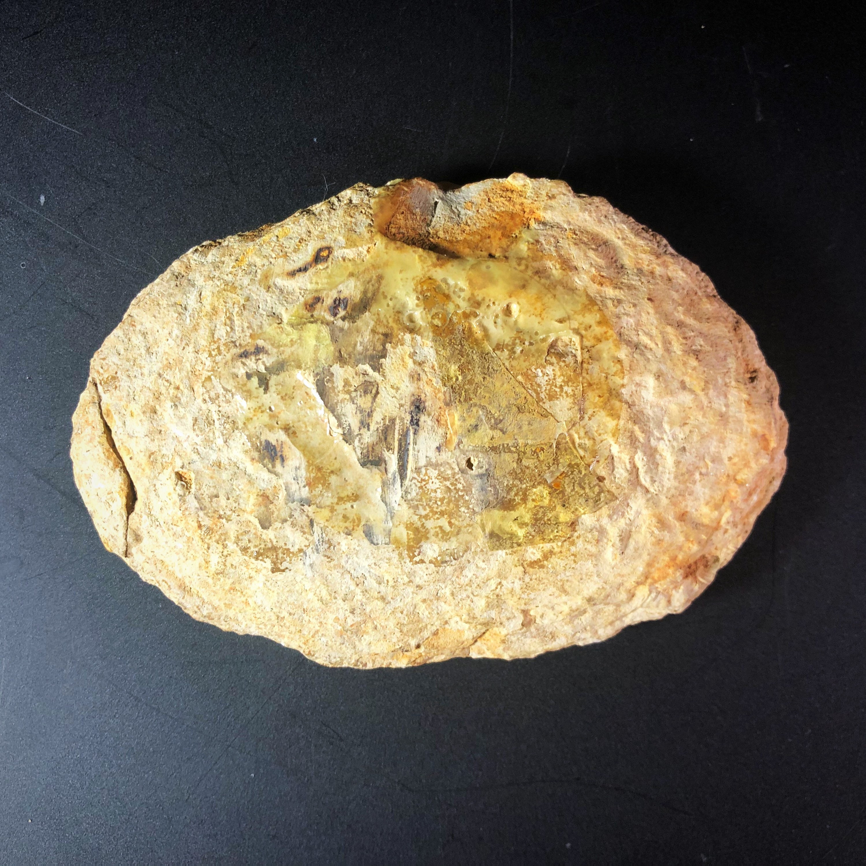 Ecrinesomus Fossil Fish Etsy