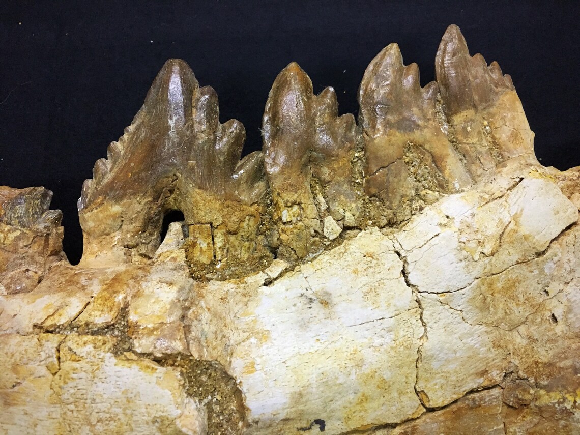 Basilosaurus Fossil Jaw Etsy