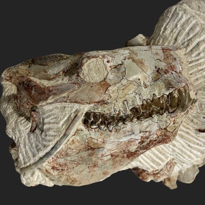 Oreodont Oligocene White River Fossil Skull Miniochoerus gracilis White River SD