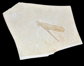 Exceptional  Pycnophlibia robustus Jurrassic Age Solenhofen, Germany