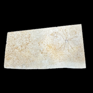 Free Floating Crinoid Fossil (Saccoumateriella) - Jurrassic Era - Solnhofen Germany