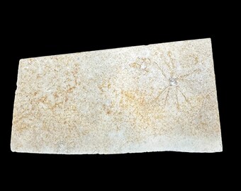 Free Floating Crinoid Fossil (Saccoumateriella) - Jurrassic Era - Solnhofen Germany