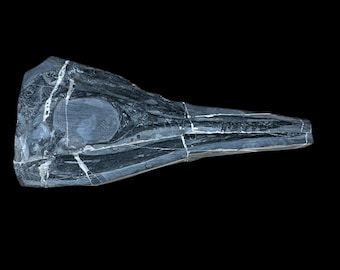Exquisite Mixosaurus panxianensis Fossil Fish Skull