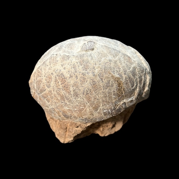 Hadrosaur egg for 2025 sale
