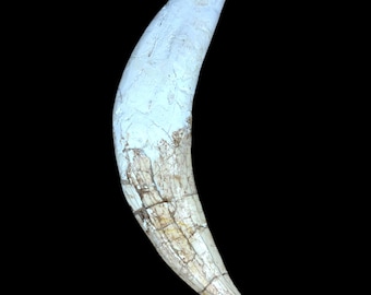 Machairodus Saber Tooth Cat Saber Tooth - Miocene Era- Eurasia with Display Case