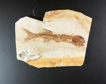 Lycoptera davidi Fossil Fish Chinese Fish Lower Cretaceous Yixian Formation