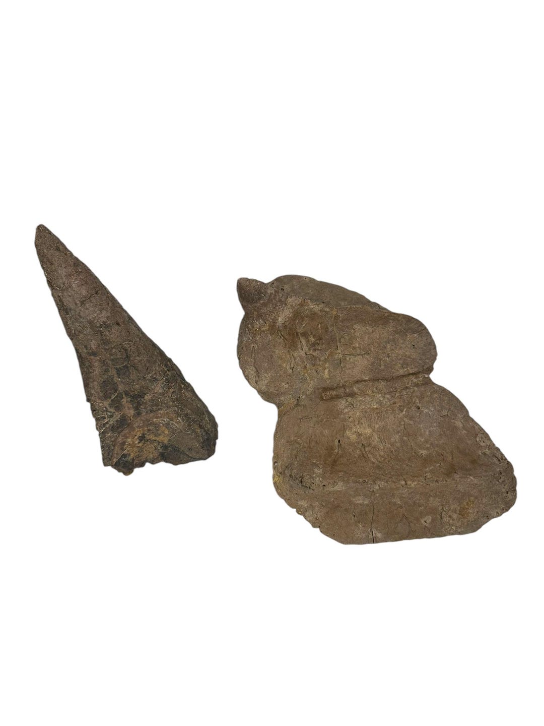 Ankylosaurus Scute and Spike Fossil - Hell Creek Formation, Montana ...