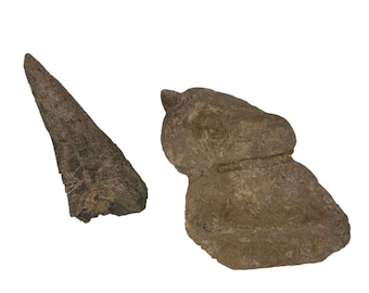 Ankylosaurus Scute and Spike Fossil - Hell Creek Formation, Montana - Late Cretaceous