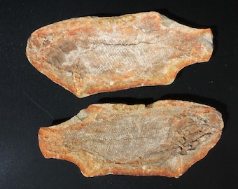 Parleidus Fossil Fish Madagascar