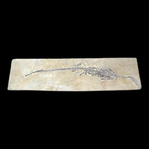 Mesosaurus Lizard Fossil- Early Permian Specimen