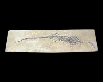 ケイチョウサウルス 化石恐竜 中国貴州省 - Etsy 日本