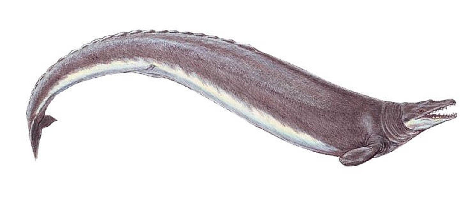 Basilosaurus Fossil Tooth Etsy