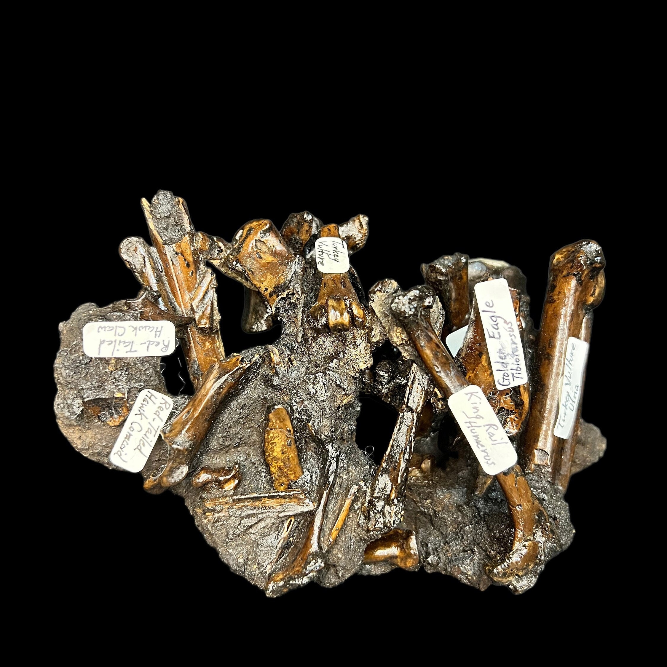 Fossil Bones From Coyote & Mammal Labrea Tar Pits Pleistocene Age Los Angeles California