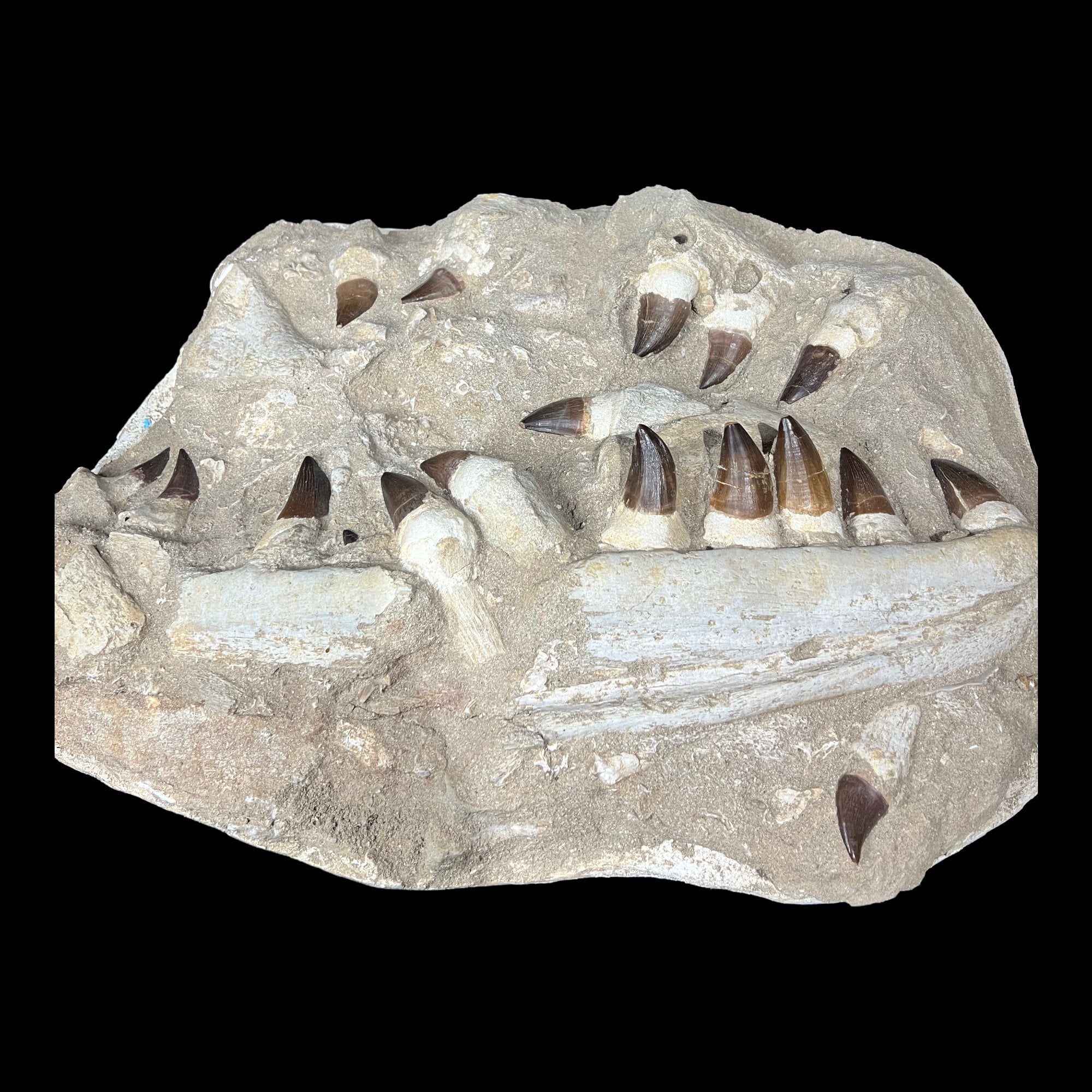 SABEMASSON es et Moi 、Zazou 計2本 Mosasaur Jaw Specimen 18 Teeth Morocco - Etsy