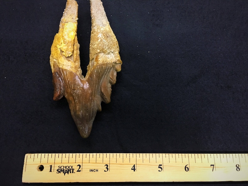 Basilosaurus Fossil Tooth Etsy