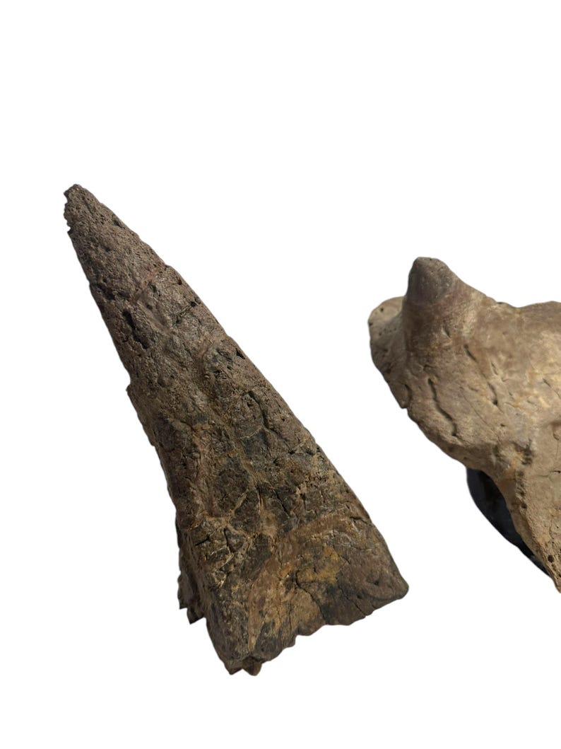 Ankylosaurus Scute and Spike Fossil - Hell Creek Formation, Montana ...