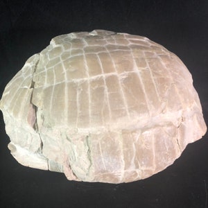 Fossil Turtle Stylemys nebrascensis