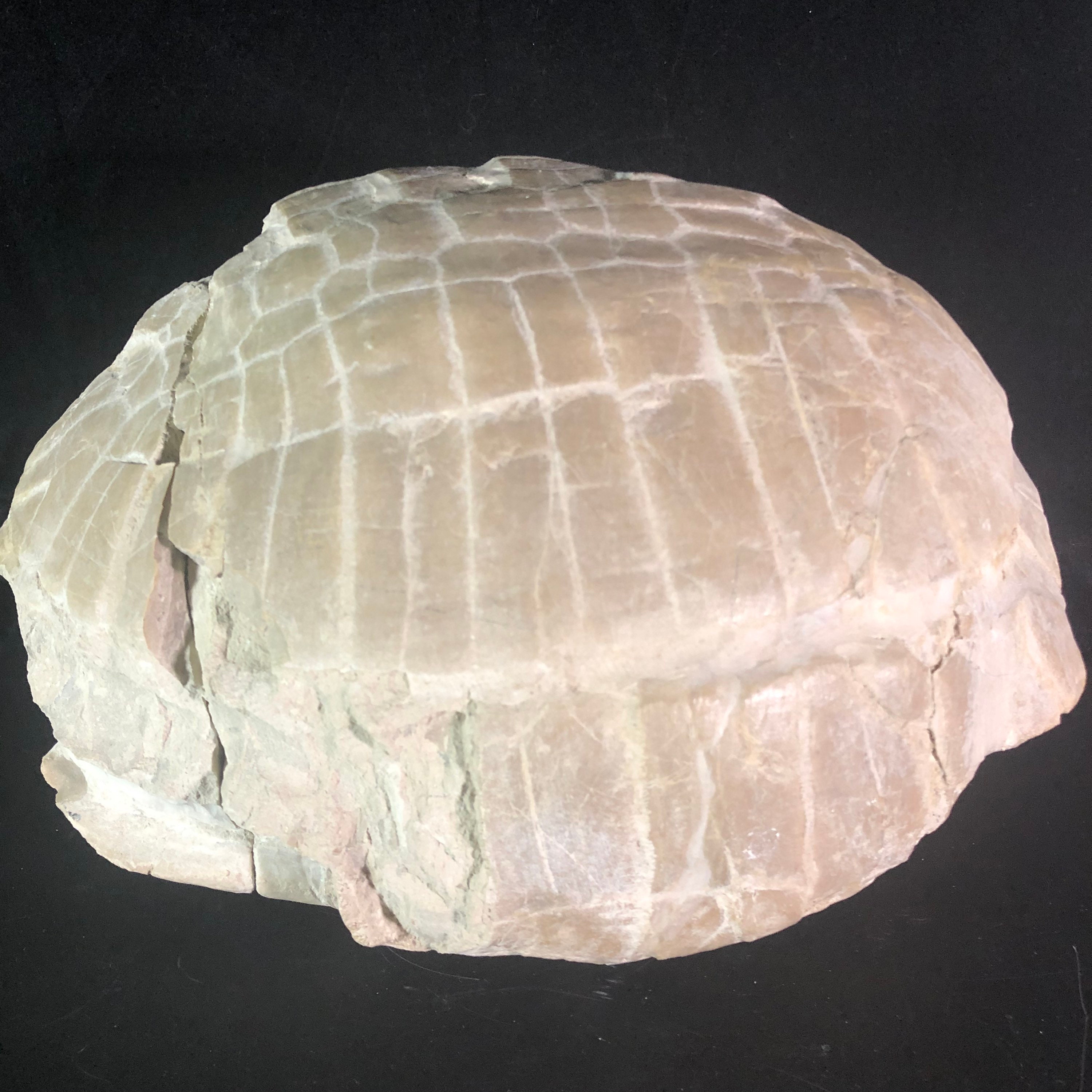 Fossil Turtle Stylemys Nebrascensis