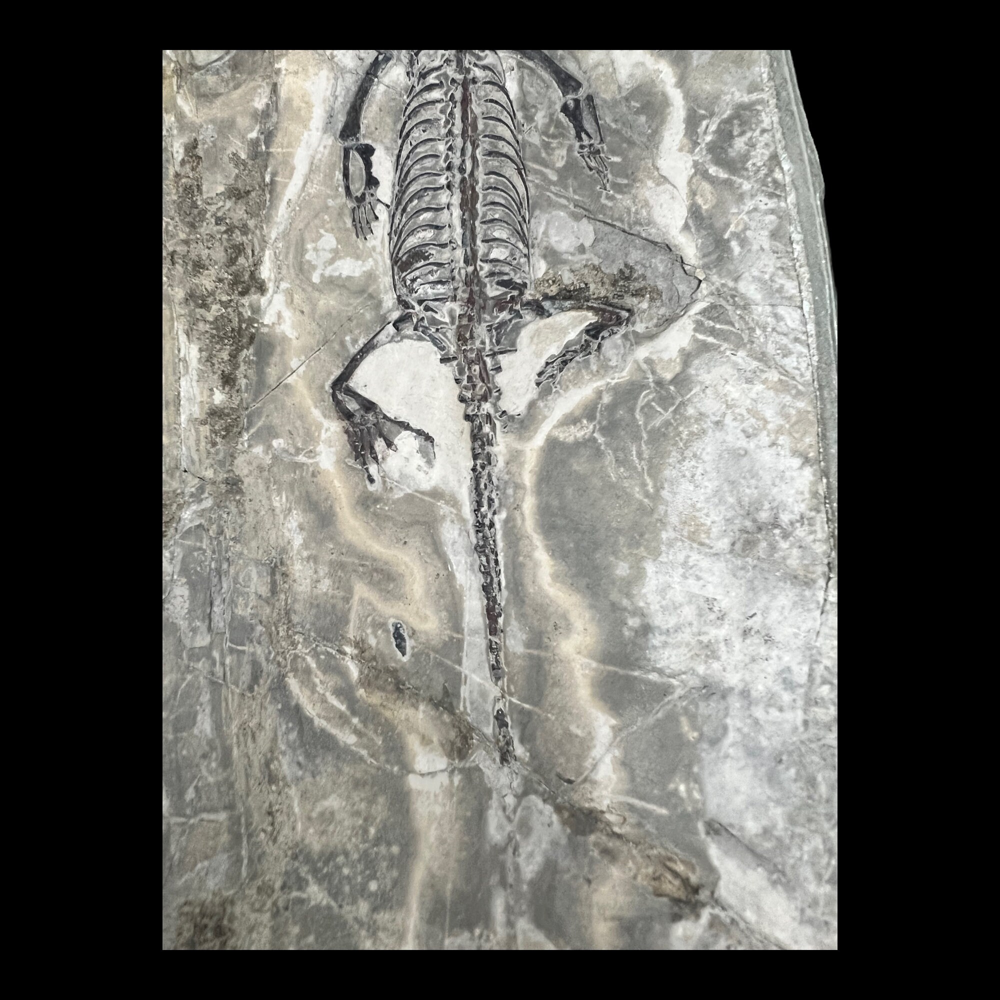 ケイチョウサウルス 化石恐竜 中国貴州省 - Etsy 日本