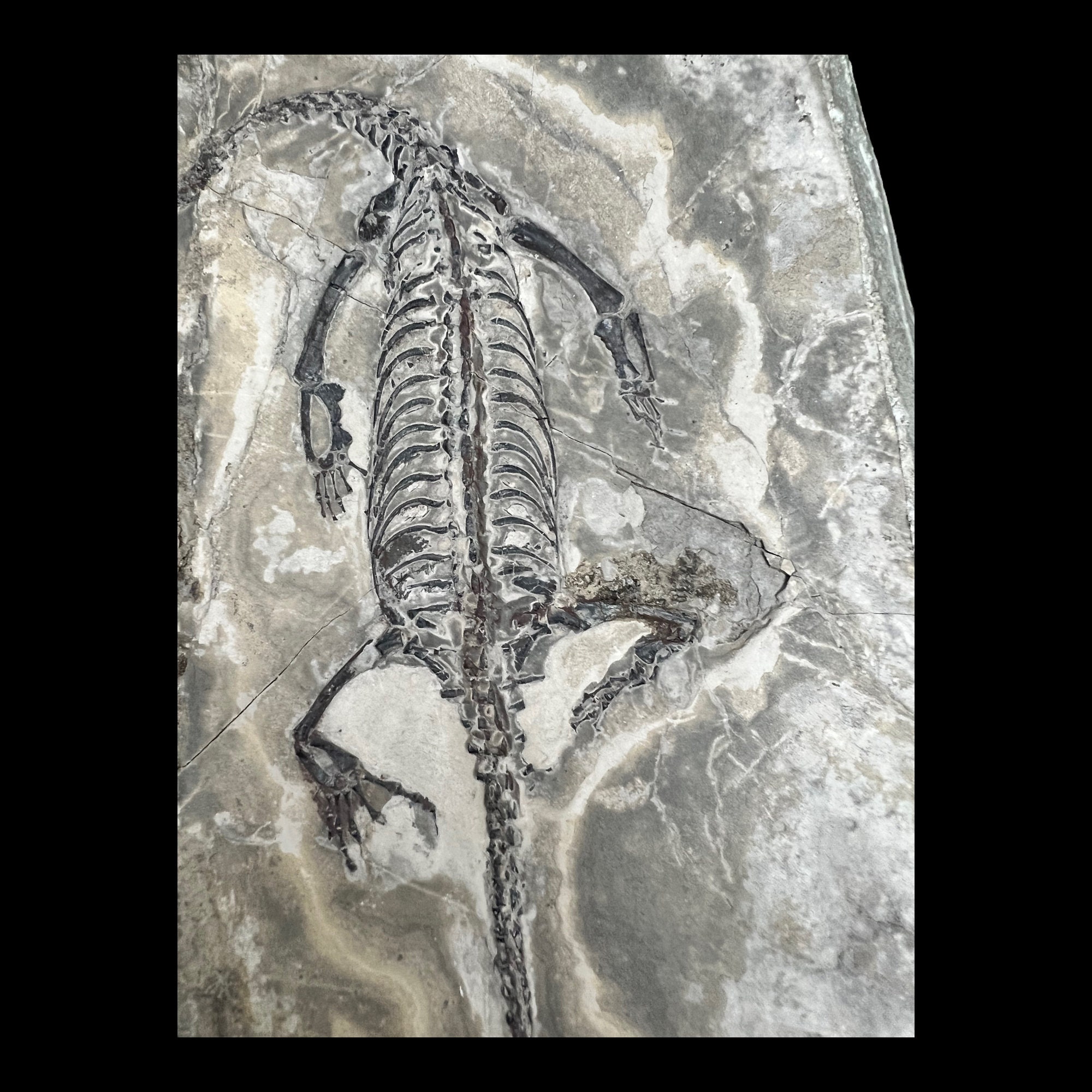 (希少)　ケイチョウサウルス化石　中国 中国の古生物学者ら、ケイチョウサウルスの思春期の発達を解明