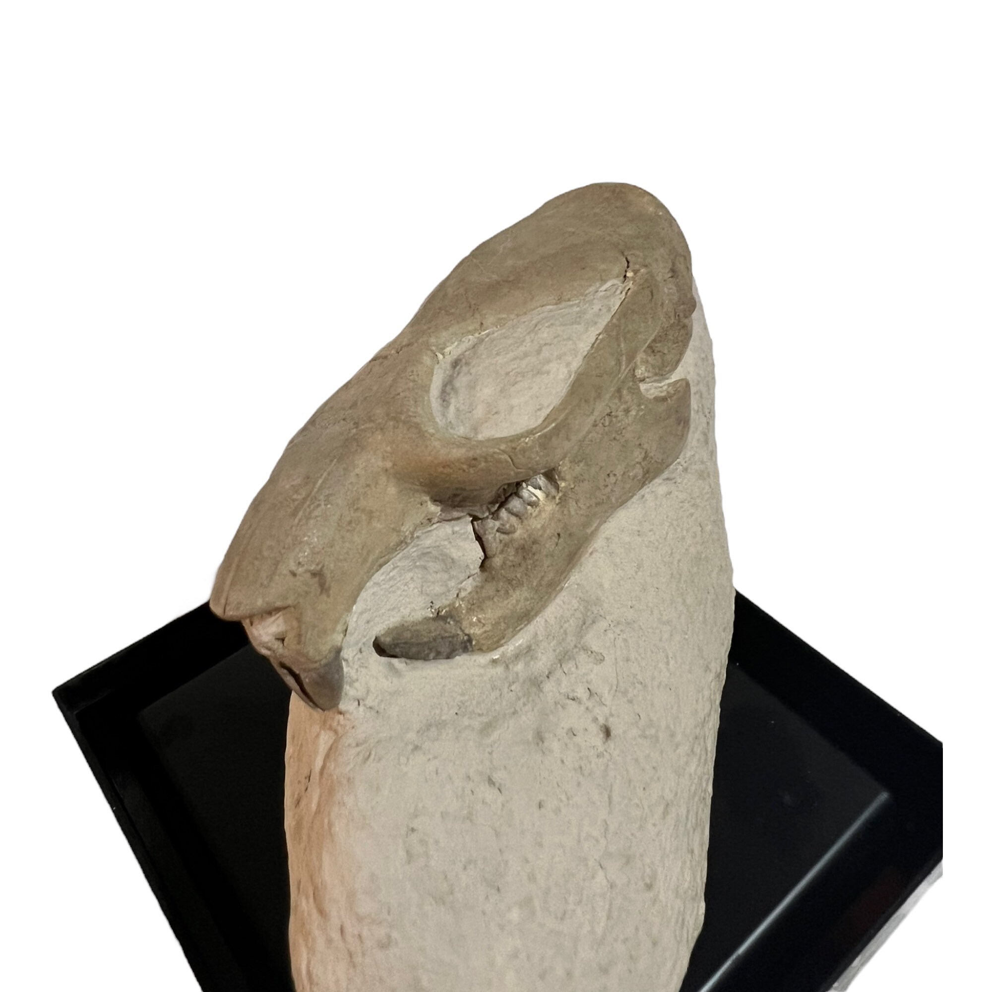 Ischyromys Squirrel-Like Skull White River Badlands