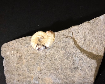 Promicroceras planicosta Ammonite Fossil Great Britain