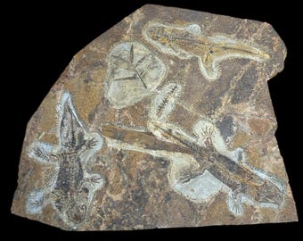 Salamander Amphibian and Plant Fossil Mortality Plates Lialoing China